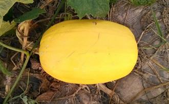 女人专用月历28天全攻破