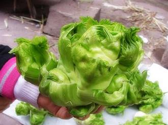 芥菜头能和醋一起吃吗/同吃_芥菜头和醋相克吗