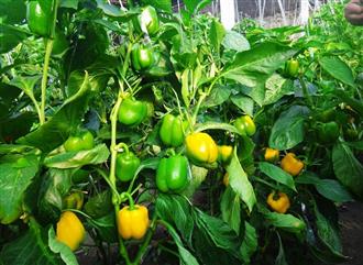 彩椒能和羊肉一起吃吗_彩椒和羊肉可以一起吃吗/同吃 彩椒能和羊肉一起吃吗_彩椒和羊肉可以一起吃吗/同吃