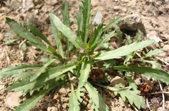 减肥新潮流月相节食瘦身法