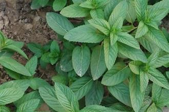 黄麻叶吃了有什么好处?