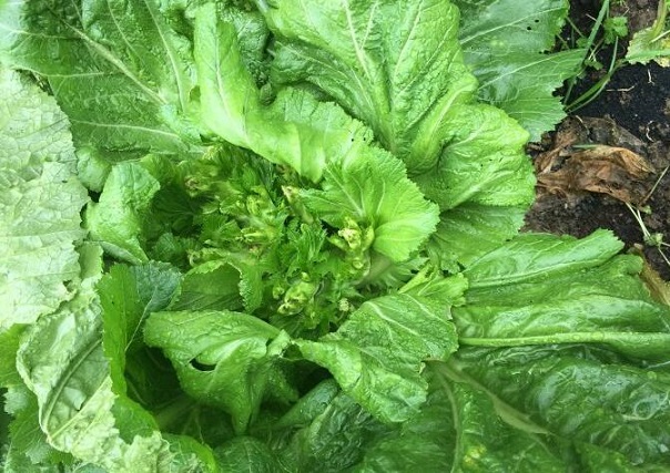 纯绿色鲜美清新的春季养生菜蘸水儿菜