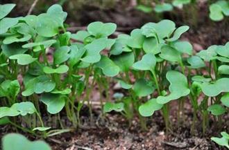 女人节美食靓出来