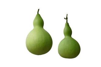 葫芦瓜能和豆腐一起吃吗_葫芦瓜和豆腐可以一起吃吗/同吃 葫芦瓜能和豆腐一起吃吗_葫芦瓜和豆腐可以一起吃吗/同吃