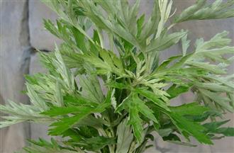 可用中药自制效果超好的"蚊怕水"