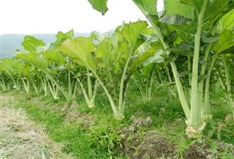 胶原蛋白流失会导致痛经 胶原蛋白流失会导致痛经