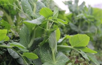 教你制作四道家常菜轻松排除体内毒素