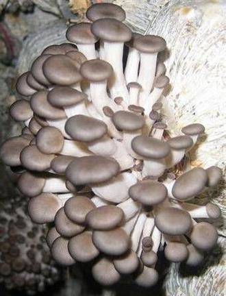 姬菇能和驴肉一起吃吗/同吃_姬菇和驴肉相克吗