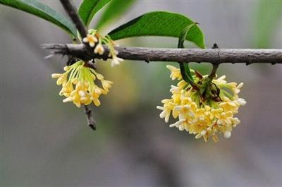 桂花糕的做法是什么？桂花糕的制作方法大全