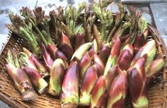 刺老芽的营养价值