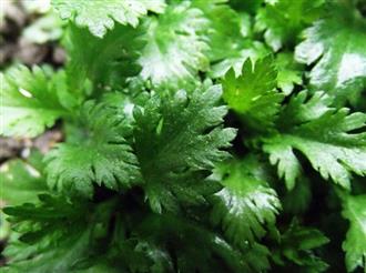 常见美味野菜功效和忌讳