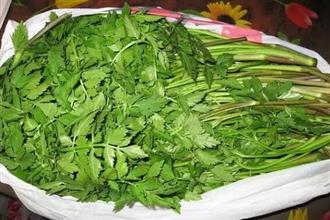 香芹能和河蚬一起吃吗/同吃_香芹和河蚬相克吗