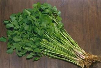 香芹能和番茄一起吃吗_香芹和番茄可以一起吃吗/同吃