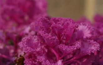 老人便秘吃什么有用