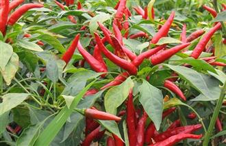 丰胸4味汤 喝出挺拔曲线