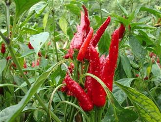 丰胸4味汤 喝出挺拔曲线