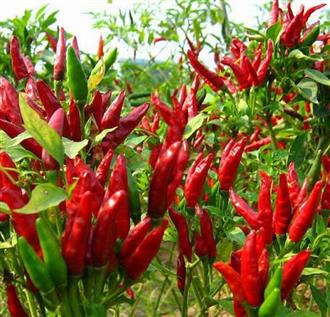 4款黄瓜食谱伴你健康度夏