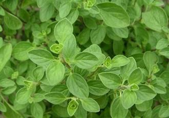 不同的香味影响你的生活