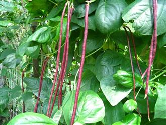 紫红豇豆能和木耳一起吃吗_紫红豇豆和木耳可以一起吃吗/同吃