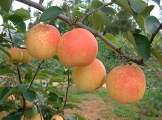 八月红梨能和大闸蟹一起吃吗/同吃_八月红梨和大闸蟹相克吗 八月红梨能和大闸蟹一起吃吗/同吃_八月红梨和大闸蟹相克吗