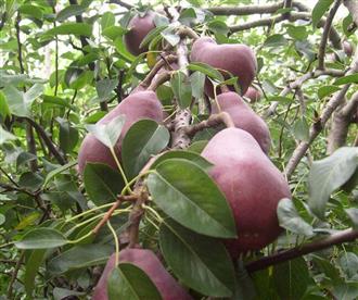 八月红梨能和梭子蟹一起吃吗/同吃_八月红梨和梭子蟹相克吗