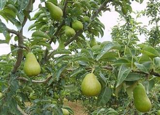 巴梨能和螃蟹一起吃吗/同吃_巴梨和螃蟹相克吗