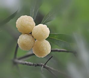 白杨梅能和马蹄一起吃吗_白杨梅和马蹄可以一起吃吗/同吃