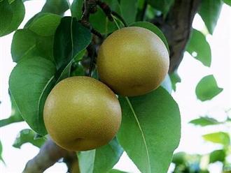 沙梨能和帝王蟹一起吃吗/同吃_沙梨和帝王蟹相克吗 沙梨能和帝王蟹一起吃吗/同吃_沙梨和帝王蟹相克吗