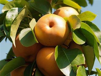 沙梨能和大闸蟹一起吃吗/同吃_沙梨和大闸蟹相克吗 沙梨能和大闸蟹一起吃吗/同吃_沙梨和大闸蟹相克吗