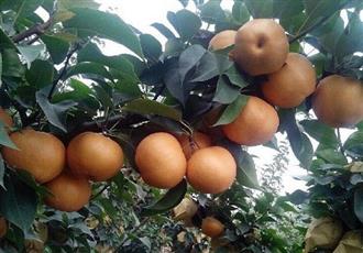 晚秋黄梨能和无花果一起吃吗_晚秋黄梨和无花果可以一起吃吗/同吃