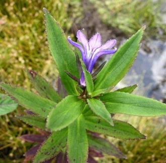 几种常见中毒的急救措施