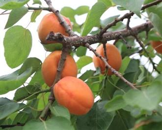 紫杏能和胡萝卜一起吃吗/同吃_紫杏和胡萝卜相克吗