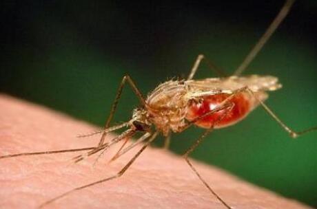解读夏季如何防治蚊虫叮咬