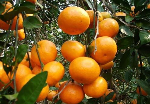 预防小孩子视力下降要多吃柑橘