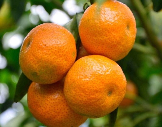 冬季水果柑橘类 正确选购更甜美