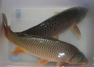 鯉魚能和大白菜一起吃嗎_鯉魚和大白菜可以一起吃嗎/同吃