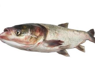 鳙鱼能和番茄汁一起吃吗/同吃_鳙鱼和番茄汁相克吗