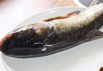 鳙鱼能和油皮一起吃吗_鳙鱼和油皮可以一起吃吗/同吃