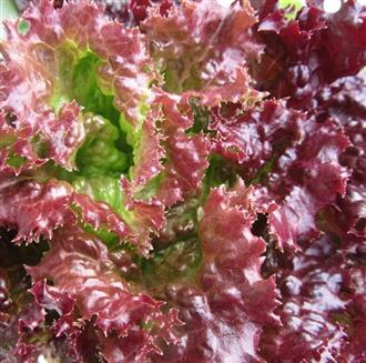 紫叶生菜能和蜂蜜一起吃吗/同吃_紫叶生菜和蜂蜜相克吗