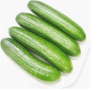 秋黄瓜能和卷心菜一起吃吗/同吃_秋黄瓜和卷心菜相克吗