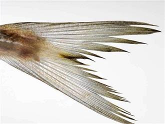 鱼尾能和驴肉一起吃吗/同吃_鱼尾和驴肉相克吗 鱼尾能和驴肉一起吃吗/同吃_鱼尾和驴肉相克吗