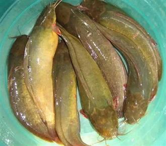 塘鲺能和牛油一起吃吗/同吃_塘鲺和牛油相克吗