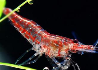 樱花虾能和火龙果一起吃吗_樱花虾和火龙果可以一起吃吗/同吃 樱花虾能和火龙果一起吃吗_樱花虾和火龙果可以一起吃吗/同吃