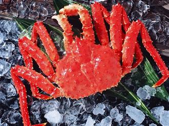 帝王蟹能和桑葚一起吃吗/同吃_帝王蟹和桑葚相克吗