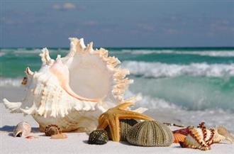 海螺能和蚕豆一起吃吗/同吃_海螺和蚕豆相克吗