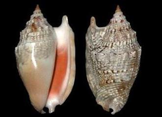 凤螺能和羊骨一起吃吗/同吃_凤螺和羊骨相克吗