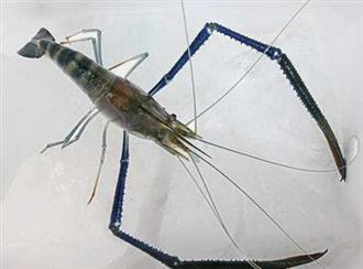 活蜢虾能和水芹菜一起吃吗/同吃_活蜢虾和水芹菜相克吗