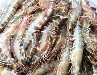 活蜢虾能和苦瓜一起吃吗/同吃_活蜢虾和苦瓜相克吗 活蜢虾能和苦瓜一起吃吗/同吃_活蜢虾和苦瓜相克吗