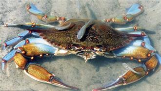 蓝蟹能和土豆一起吃吗/同吃_蓝蟹和土豆相克吗 蓝蟹能和土豆一起吃吗/同吃_蓝蟹和土豆相克吗