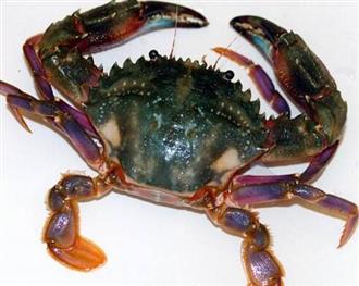 兰花蟹能和桑葚一起吃吗/同吃_兰花蟹和桑葚相克吗